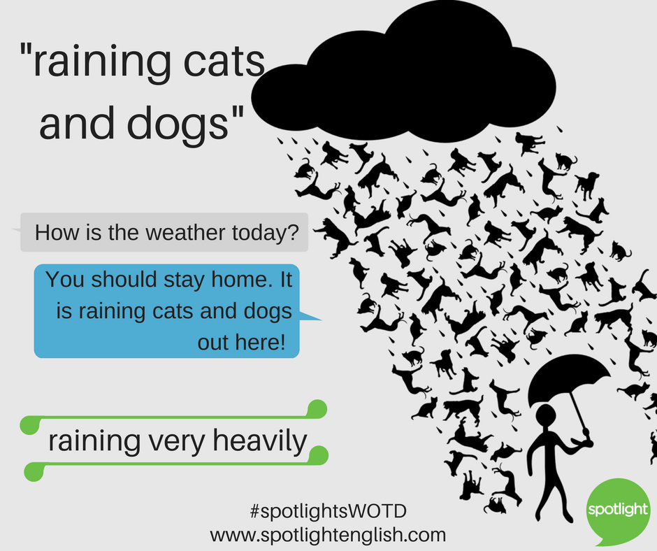 raining cats and dogs graphic