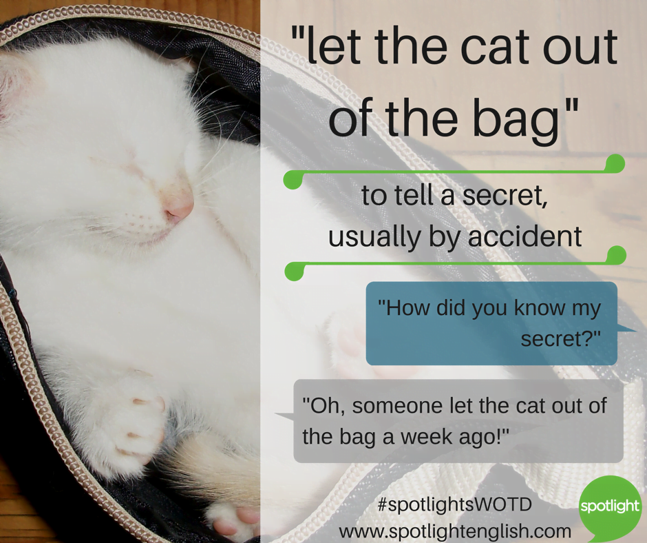 cat out of the bag graphic
