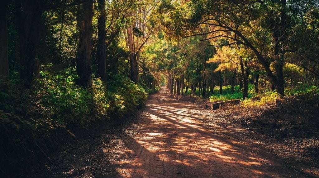 A forest path