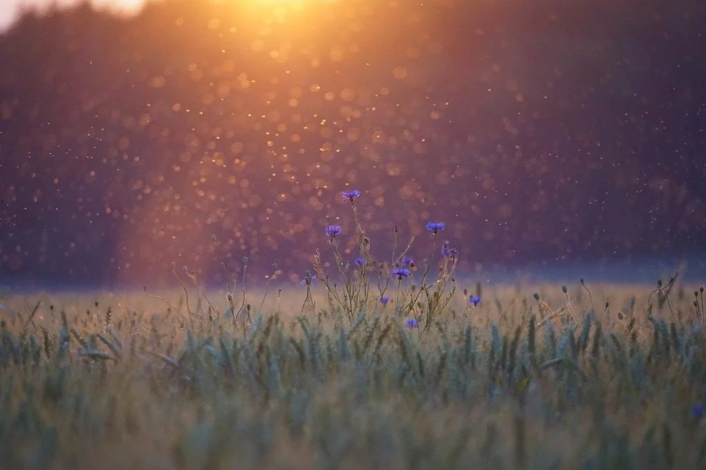 Mosquitos coming out at sunset